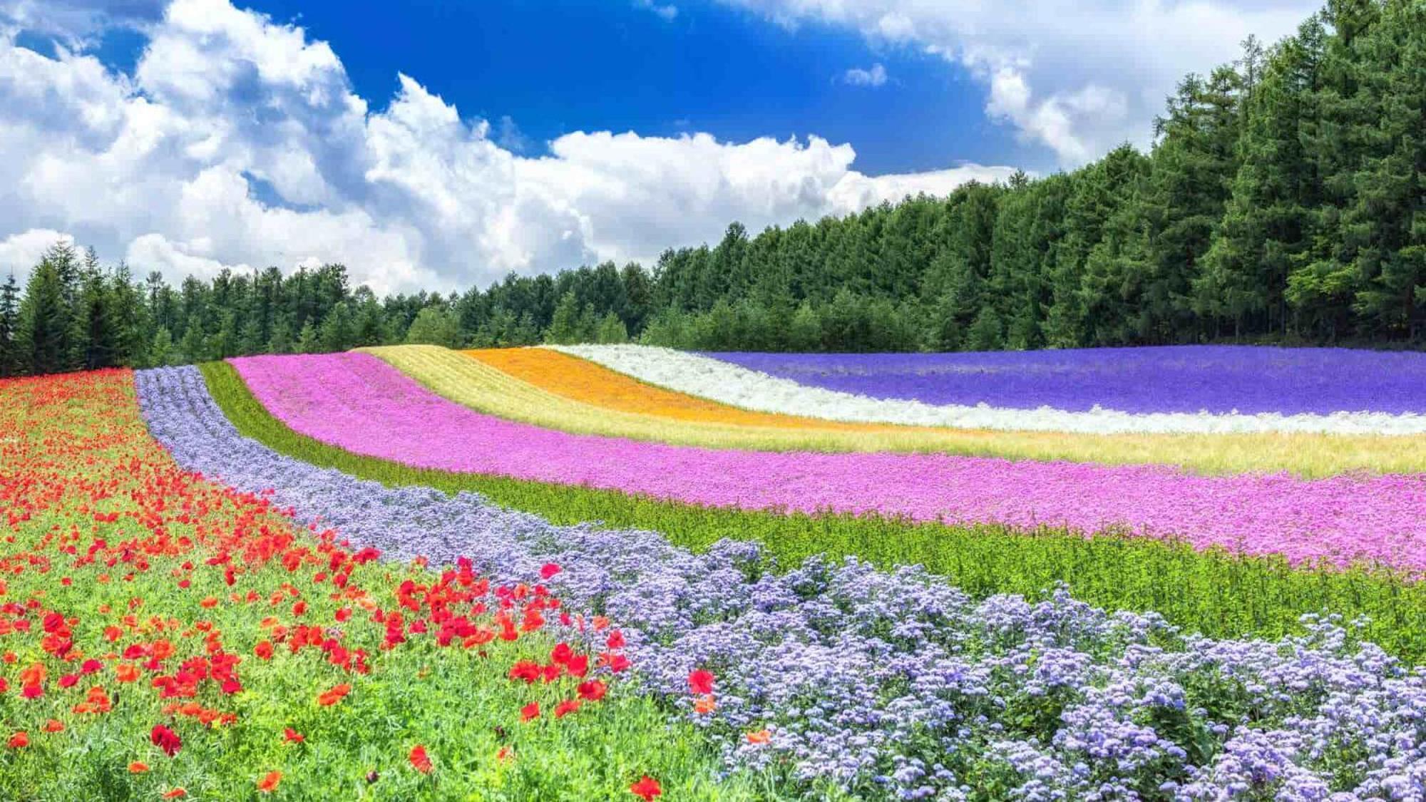 Toyoko Inn Hokkaido Asahikawa Eki Higashi Guchi Luaran gambar